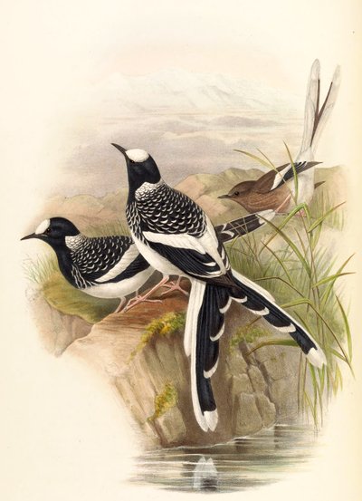 Enicurus maculatus door John Gould
